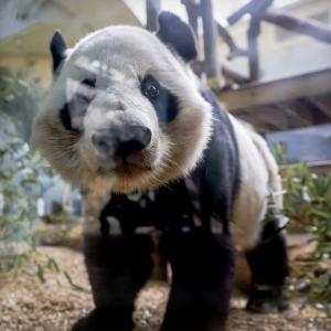 Zoo Atlanta Giant Panda