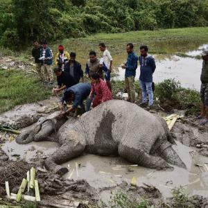 India rescues injured wild elephant